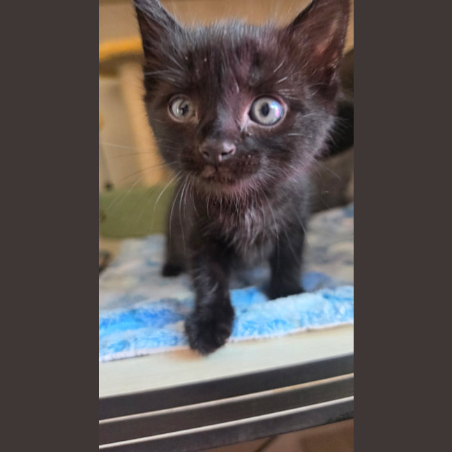 Photo of C1630 Midnight