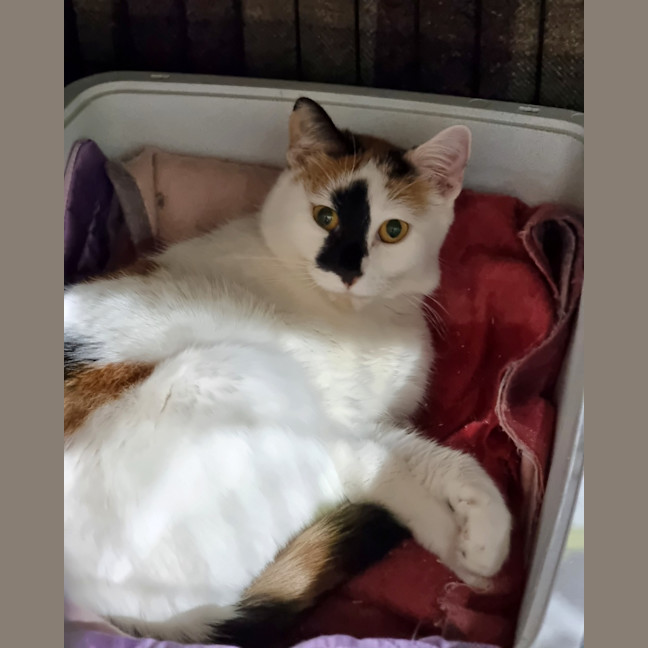 Photo of Signet
