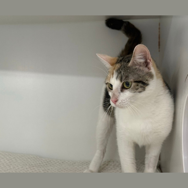 Photo of Delilah