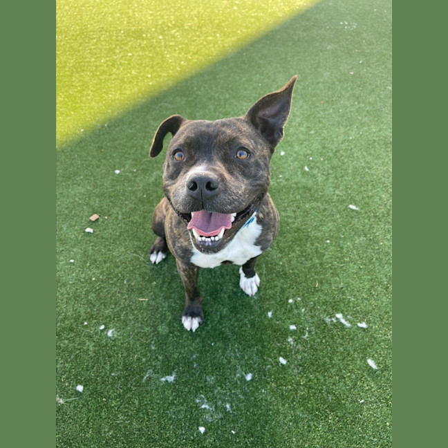 Photo of Goku Imp 1823