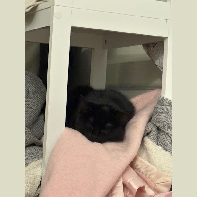 Photo of Jiji Mewell