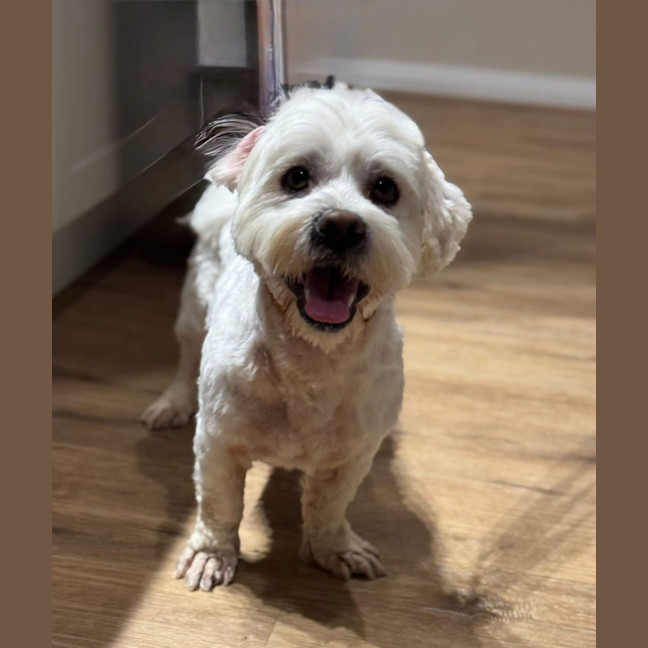 Photo of Benson Boony 