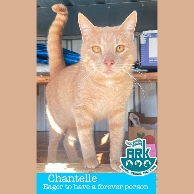 Photo of Chantelle 