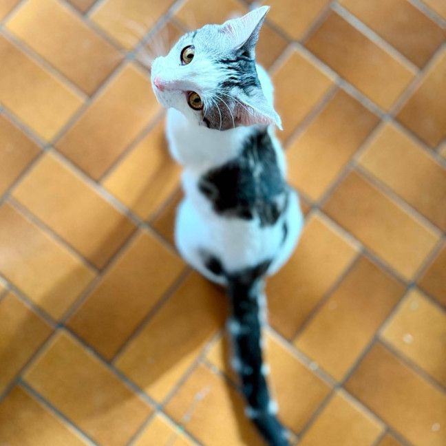 Photo of Clyde   Meet Me At Vets On Parker Templestowe