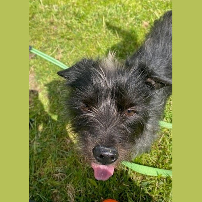 Photo of Skunky Brewster 