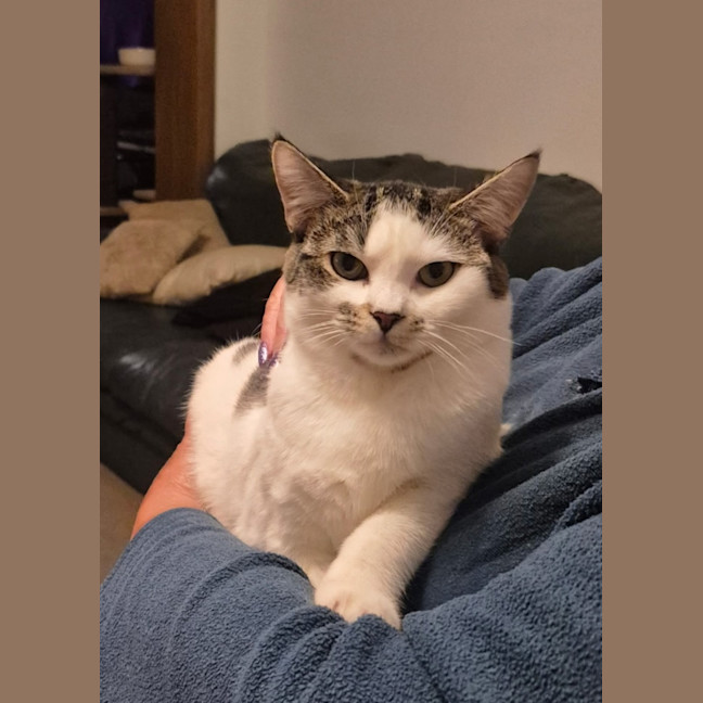 Photo of Honey