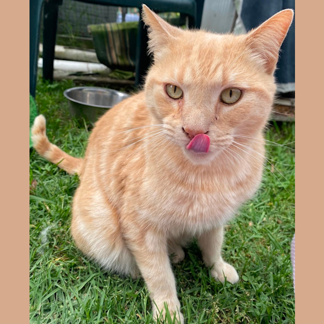 Photo of Dusty