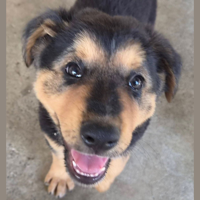 Photo of Baloo 