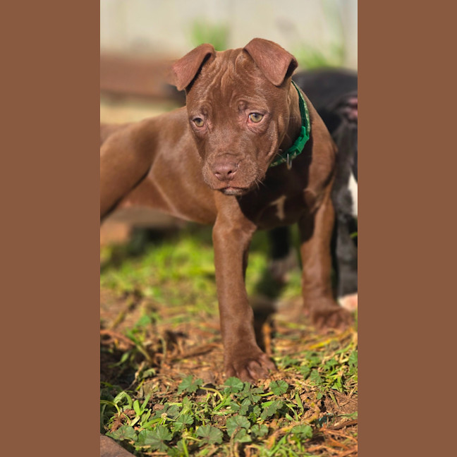 Photo of Zap