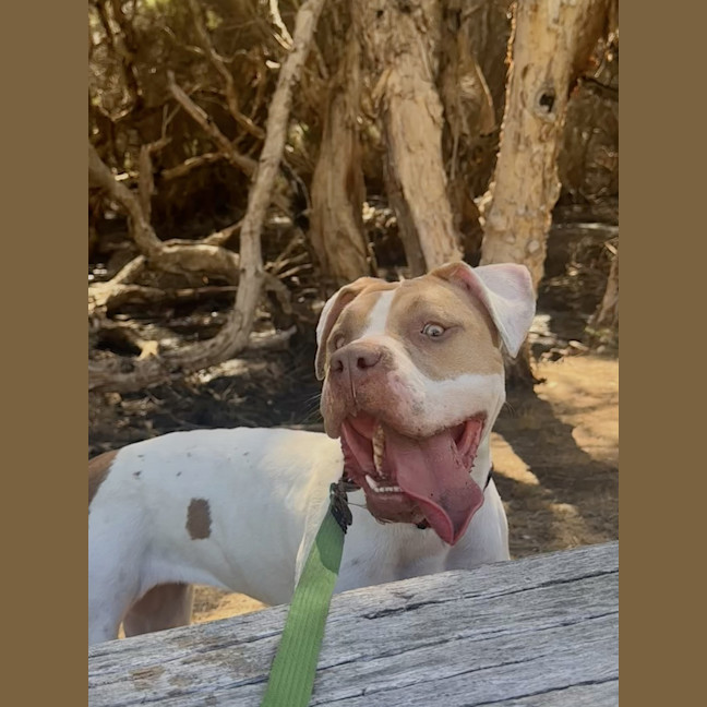 Photo of Bellie