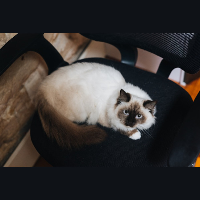 Photo of Pepper
