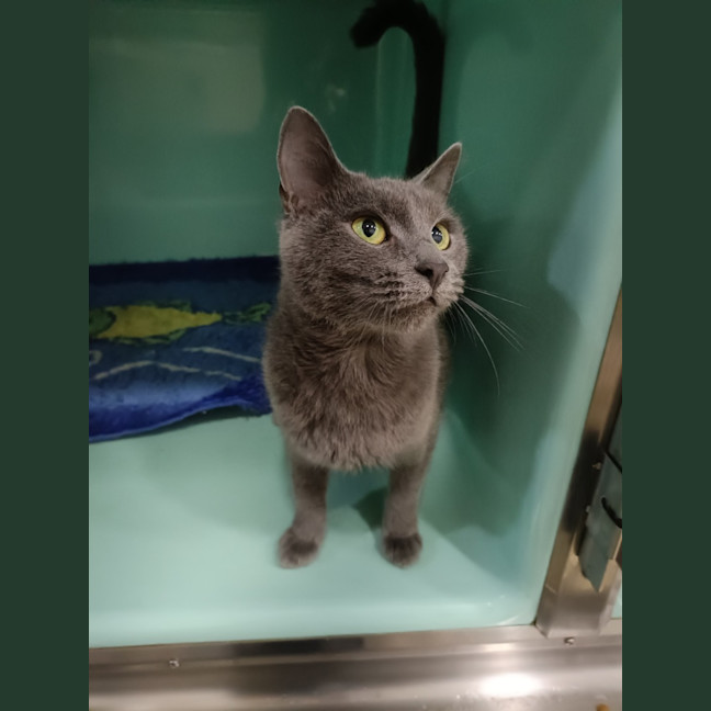 Photo of Opal