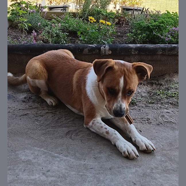 Photo of Buddy