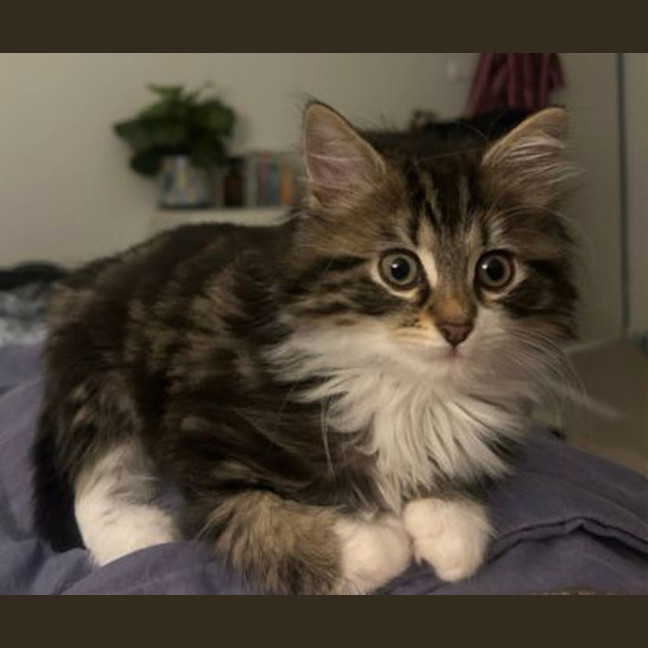 Photo of Oscar