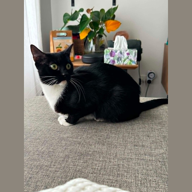 Photo of Poppy**2nd Chance Cat Rescue**