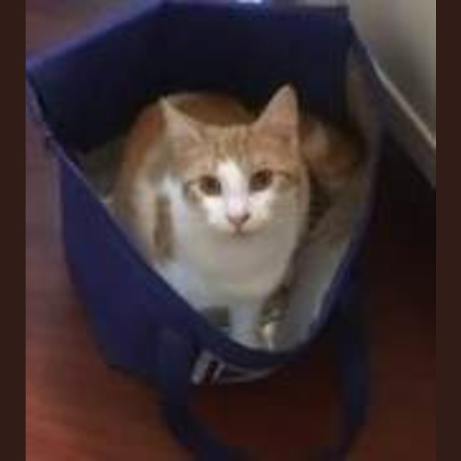 Photo of Valentino