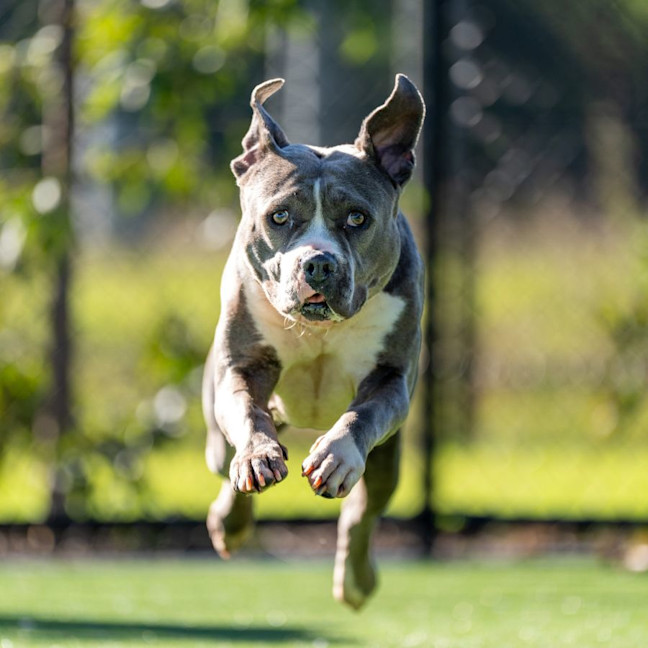 Photo of Lacey Imp 1824