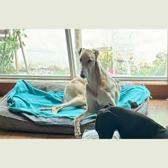 Photo of Koby, They Greyhound
