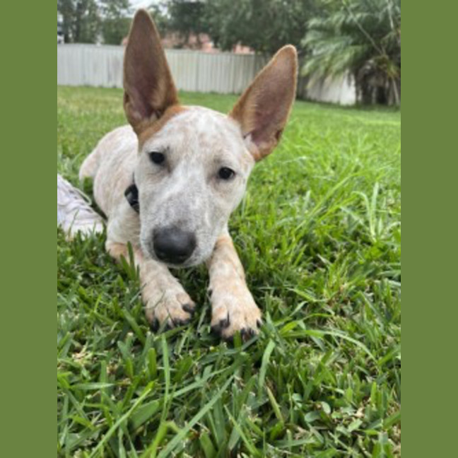 Photo of Xena