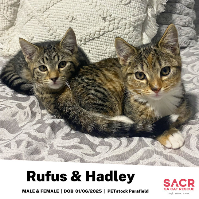 Photo of Rufus & Hadley
