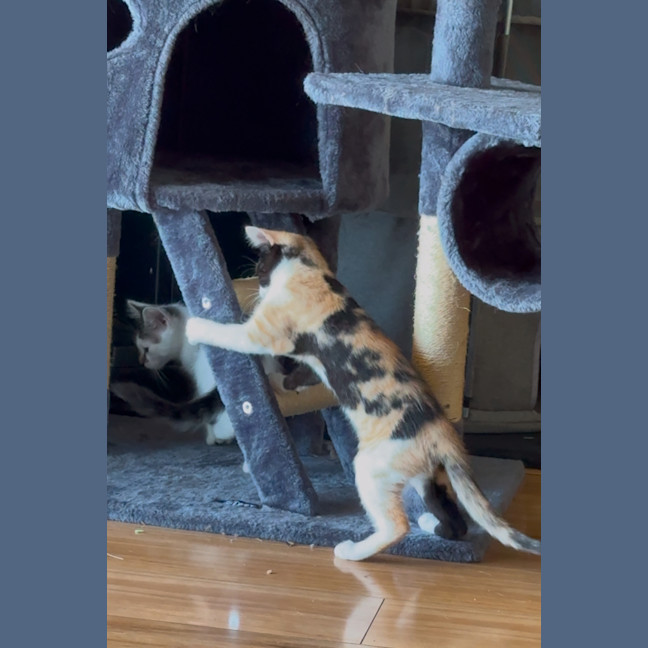 Photo of Lucky   12 Week Old Dsh (On Trial)