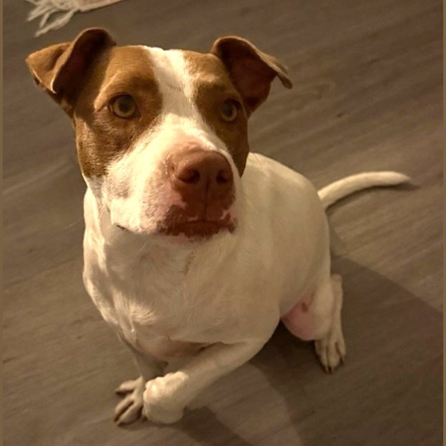 Photo of Bella