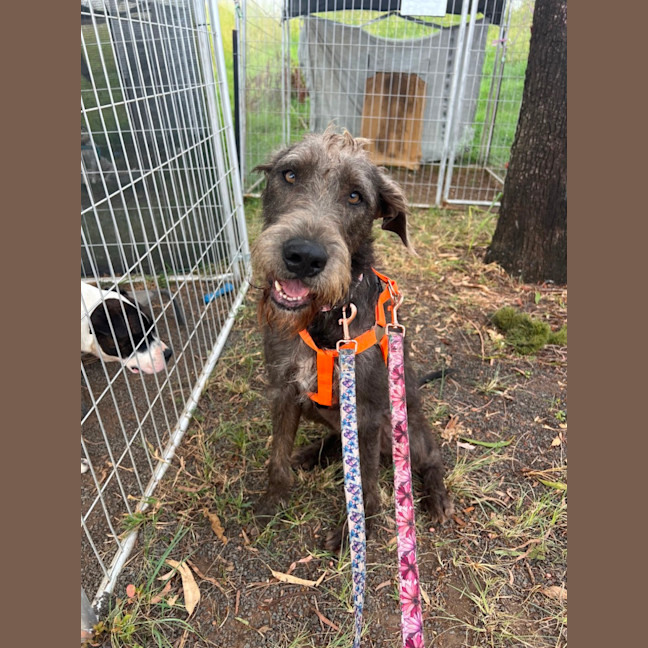 Photo of Banjo 
