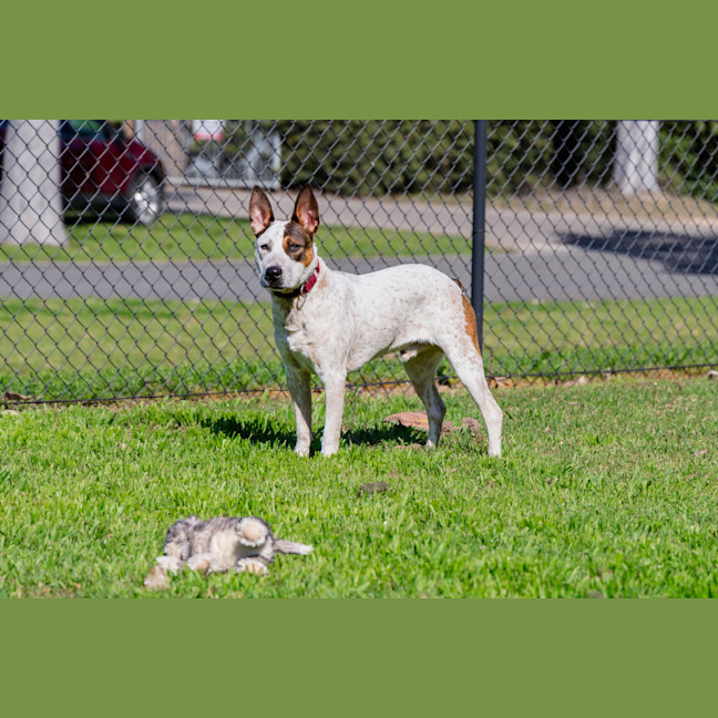 Photo of Toby