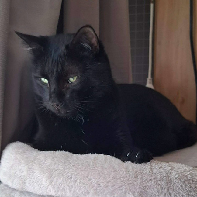 Photo of 13184   Simba