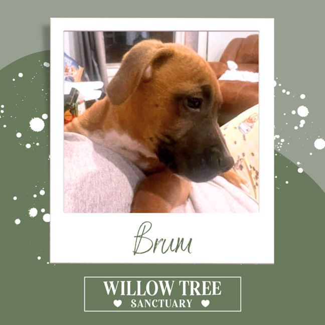 Photo of Brum