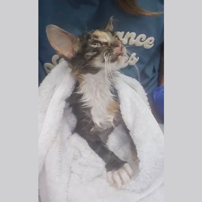 Photo of Callie