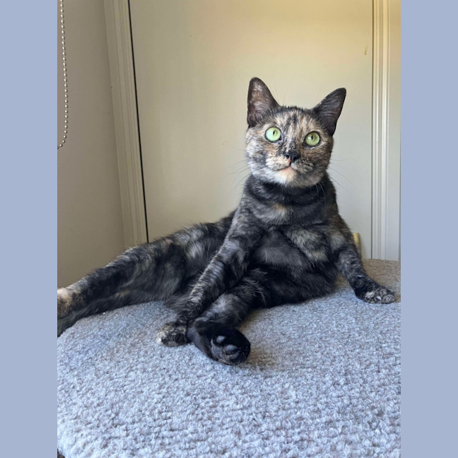 Photo of Olive 🫒 🩷