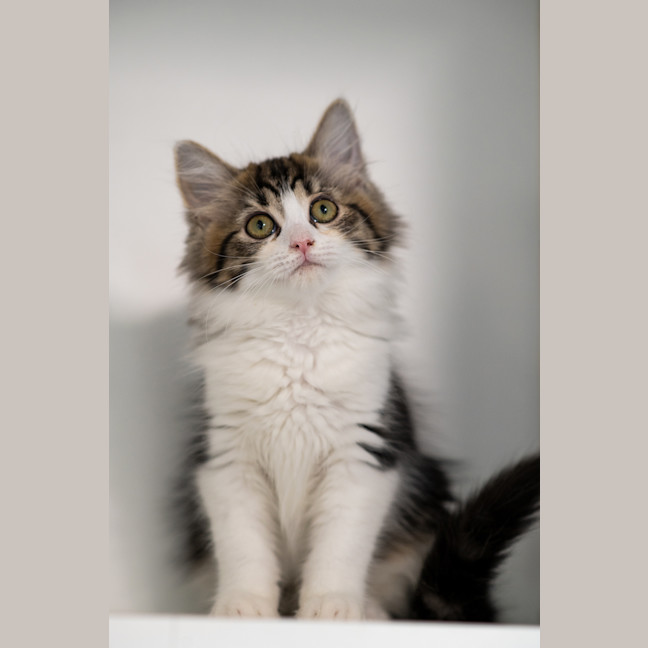 Photo of Clover 