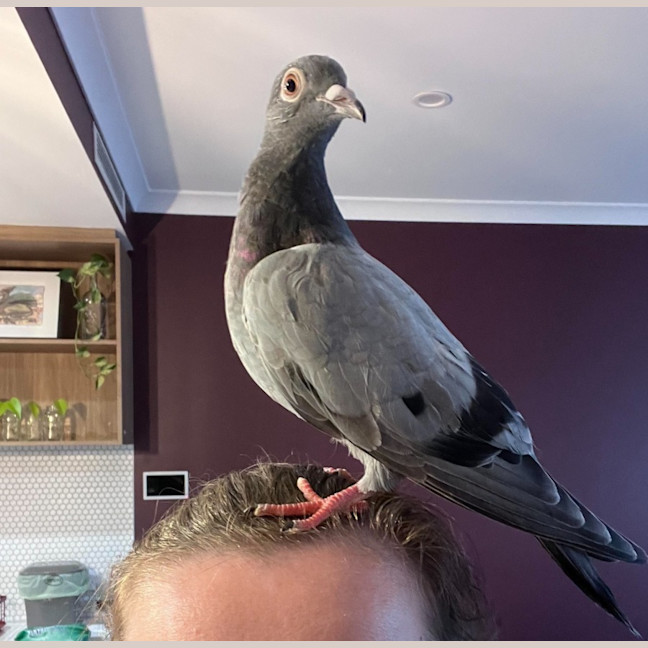 Photo of Lufi