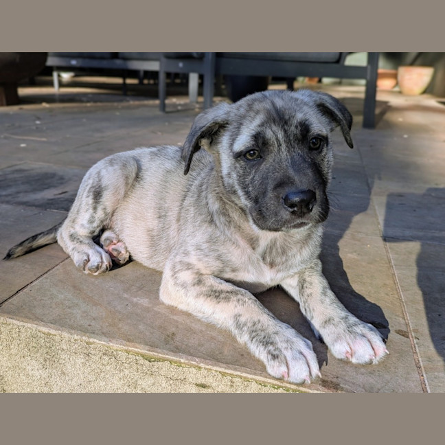 Photo of Dahlia