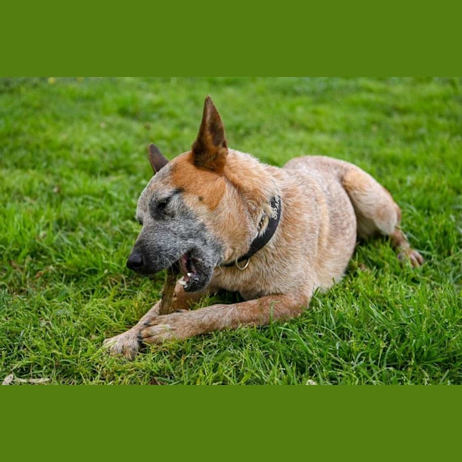 Photo of Rusty