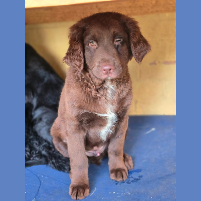 Photo of Duke Ellington 
