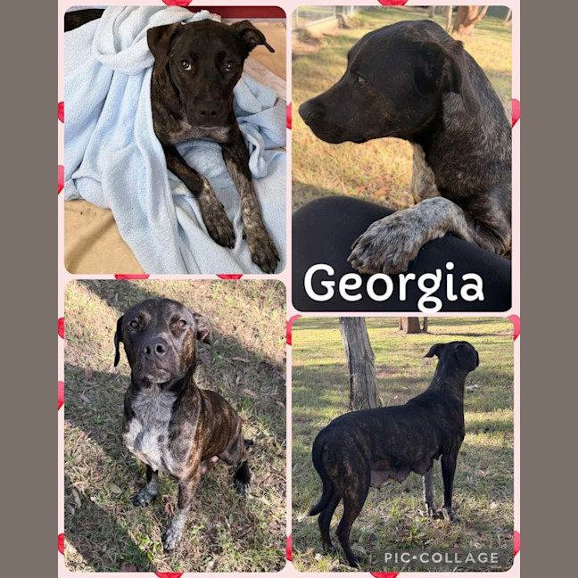 Photo of Georgia 
