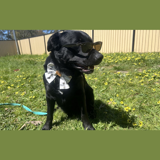 Photo of Laszlo