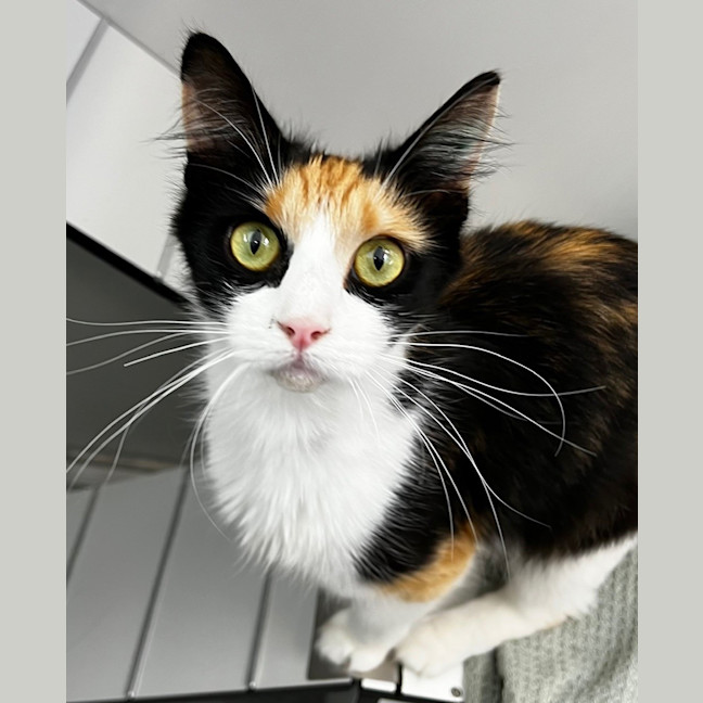 Photo of Kitty Galore