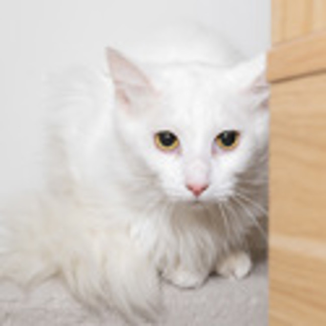 Photo of Comet