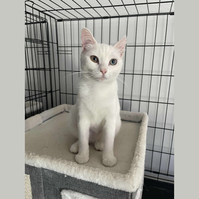 Photo of Luna