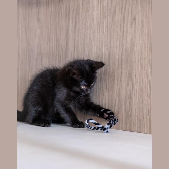 Photo of Midnight