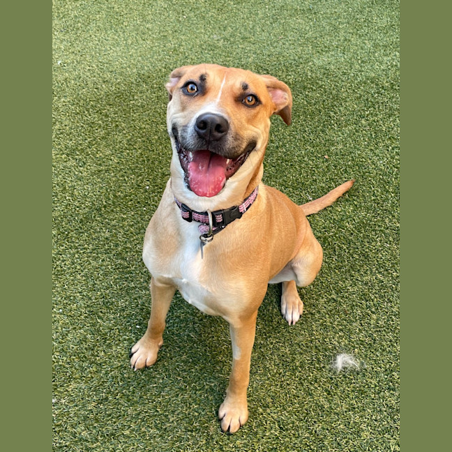 Photo of Nala