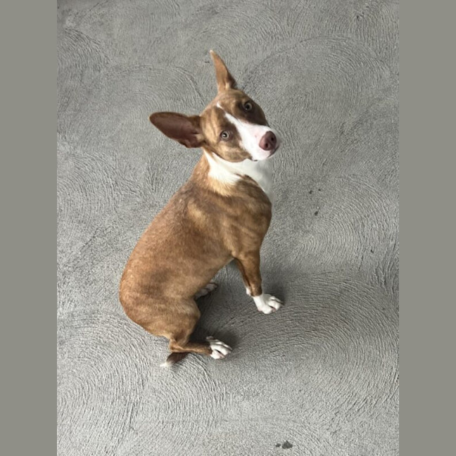 Photo of Eclair