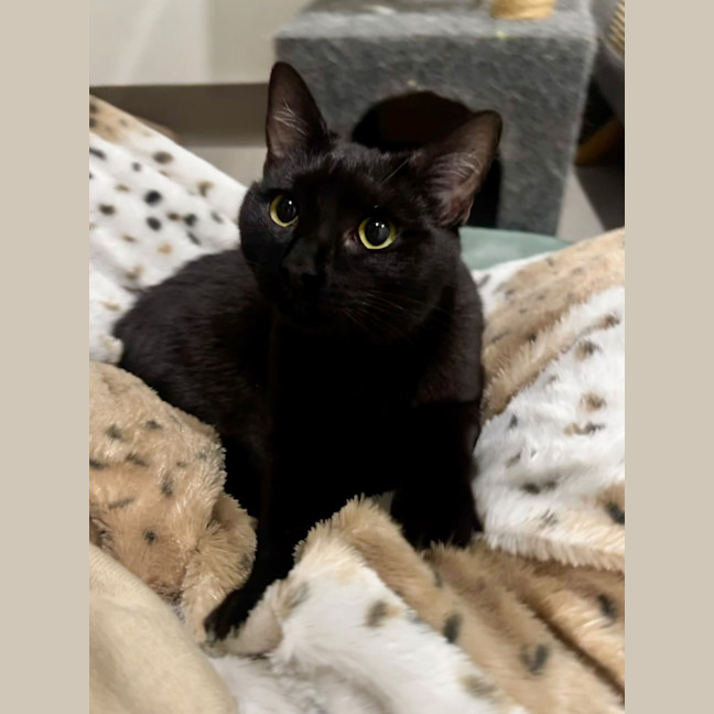 Photo of Bell