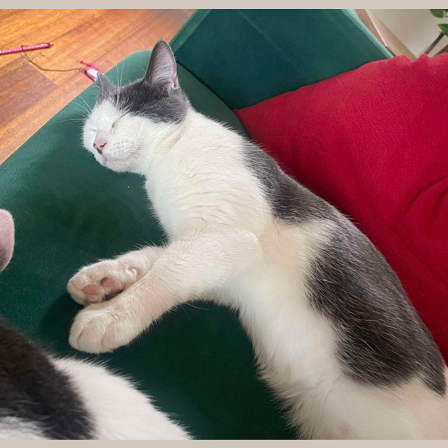 Photo of Fifi & Lupin 