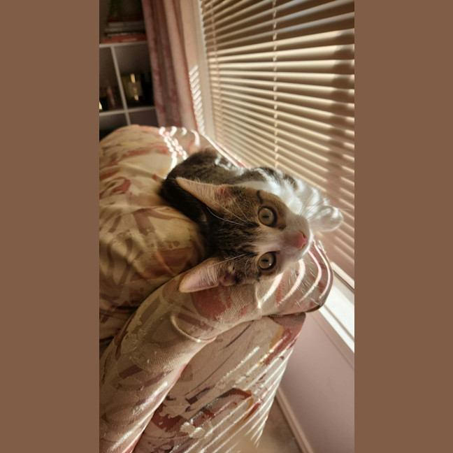 Photo of Peanut