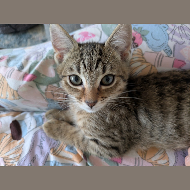 Photo of Pickle