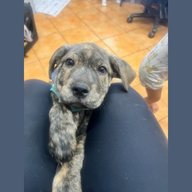 Photo of Uma (Lollie)